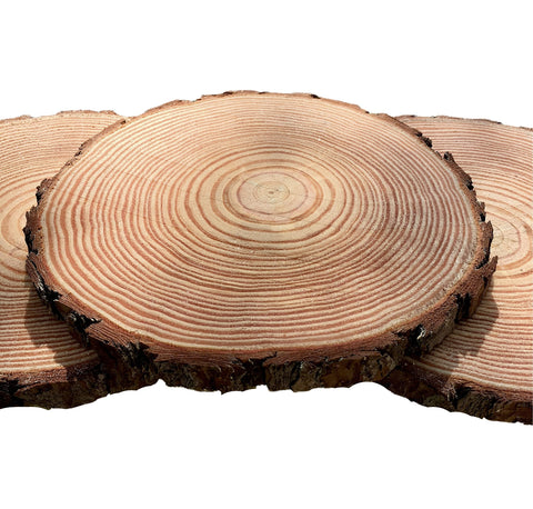 Set of (12) 12 inch Wood Slices